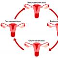 Менструальный цикл Как определить какой цикл месячных