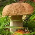 Белые грибы: описание внешнего вида, правила и время сбора Белые грибы где растут и когда собирать