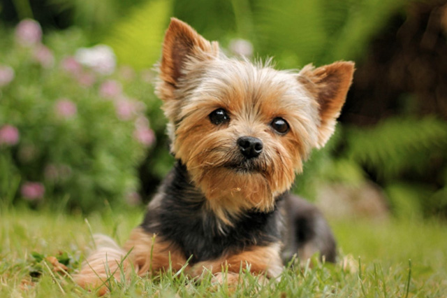 german-dog-rem