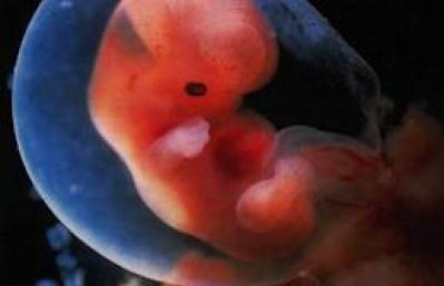 U koje vrijeme se formira nervni sistem fetusa, za šta je odgovorna neuralna cijev fetusa?