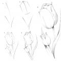 Aprenda a desenhar tulipas