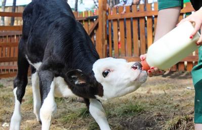 Diet of calves in the first months of life